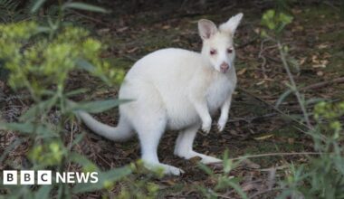 White wallaby rescued from side of the road in Dartford