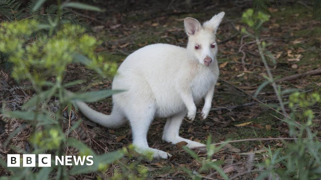 White wallaby rescued from side of the road in Dartford