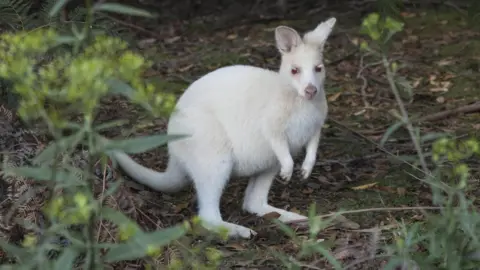 Getty Images A stock image of a white marsupial with a tail, big hind legs and small front legs, in a wooded area