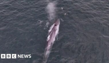 Rare fin whale filmed off Falmouth