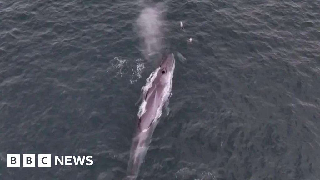 Rare fin whale filmed off Falmouth