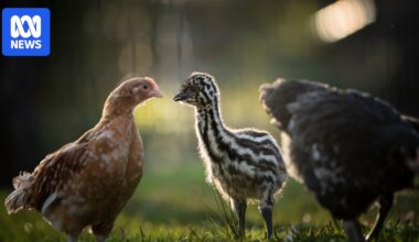 Symbio Wildlife Park emu chicks being raised by hens after father walks out