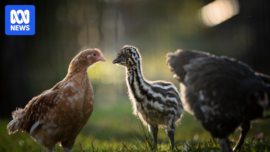 Symbio Wildlife Park emu chicks being raised by hens after father walks out