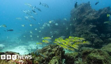 Key oceans treaty crosses critical threshold to come into force