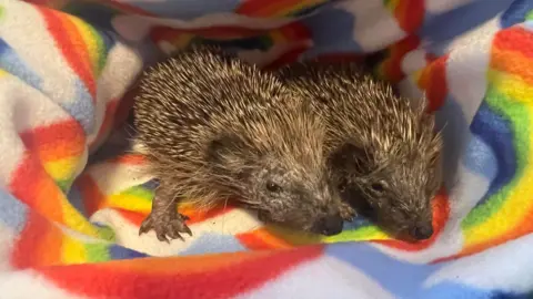 Andy Longhurst Two hoglets lie together on a rainbow-coloured blanket.