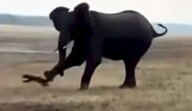 Elephant kicks a ‘terrorizing’ honey badger, sends it flying