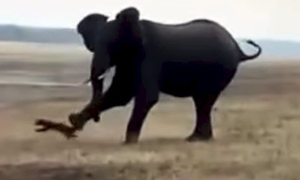 Elephant kicks a ‘terrorizing’ honey badger, sends it flying