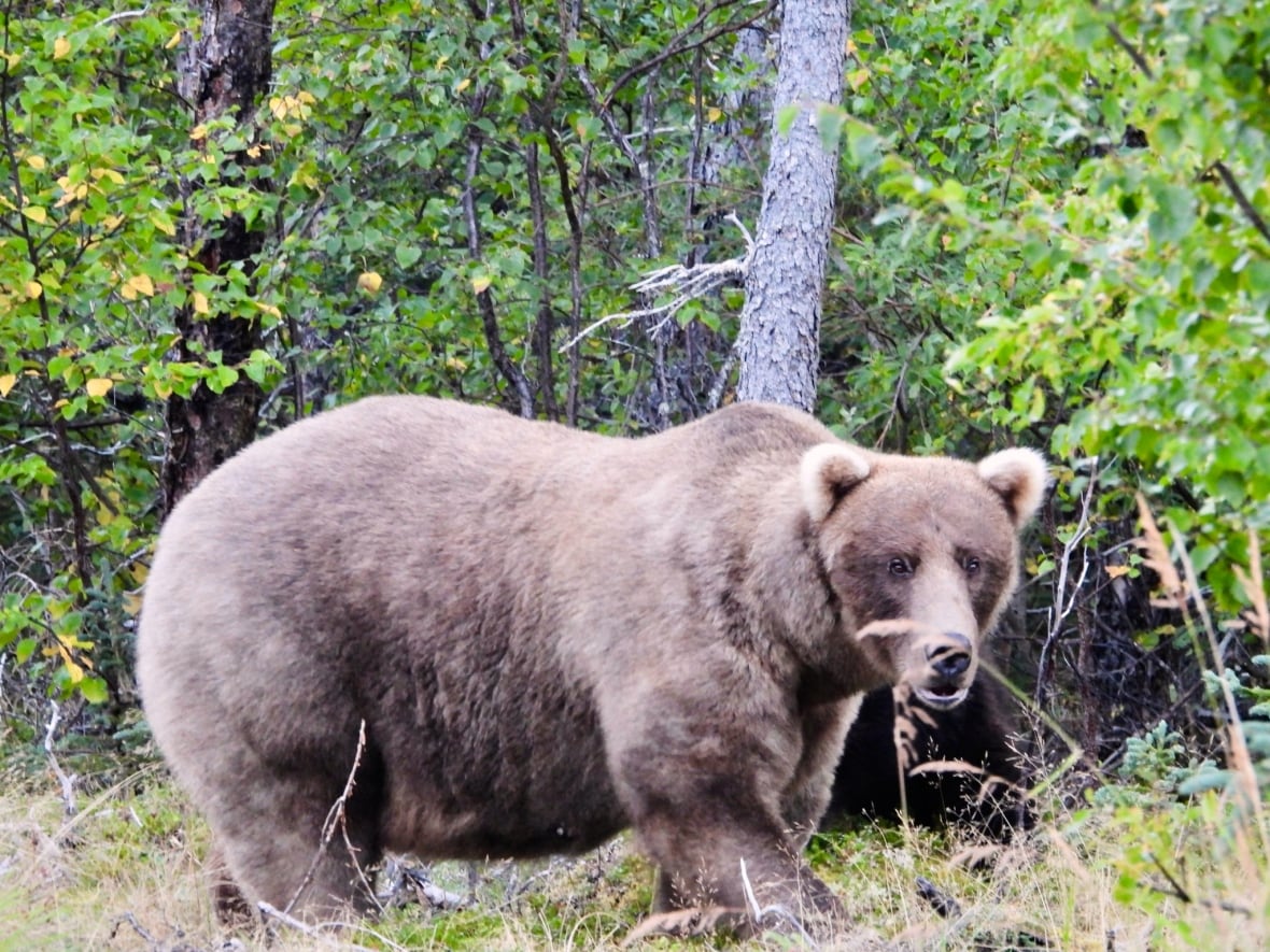 A chunky bear with light brown fur stands on all four paws near some trees and looks straight into the camera. 