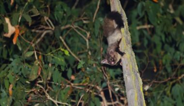 Drones with thermal cameras are revealing the secrets of elusive Australian forest wildlife