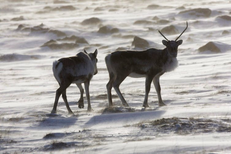 Two caribou, one with horns, walk along a snowy area