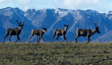 New research indicates caribou populations could decline 80 per cent by 2100