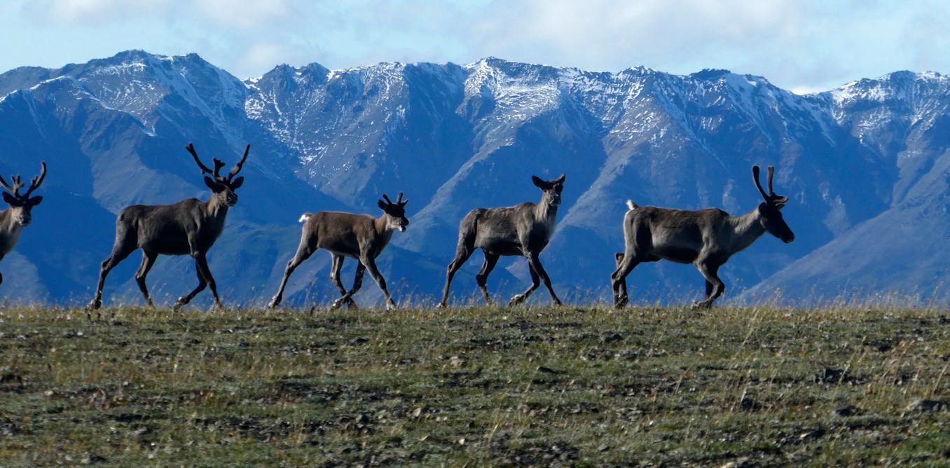 New research indicates caribou populations could decline 80 per cent by 2100