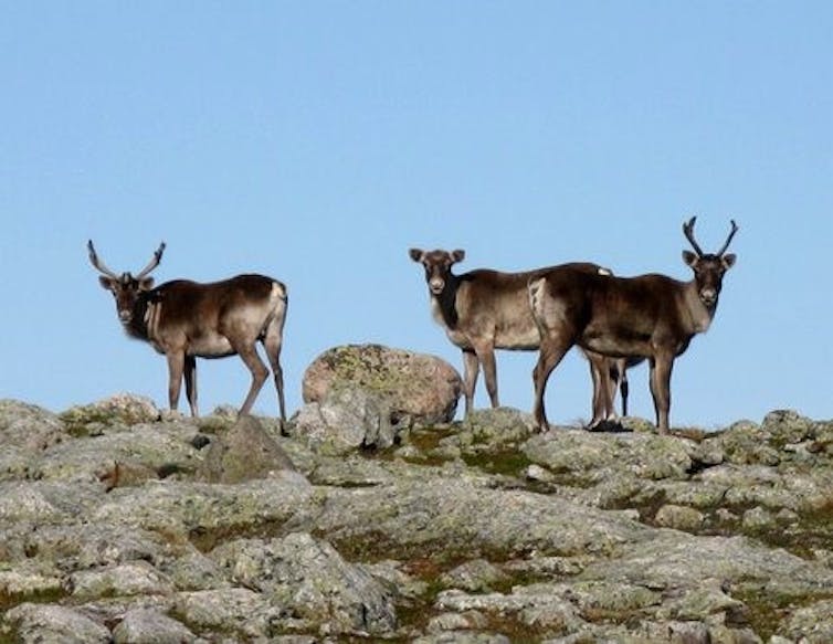 three caribou on a rocky hill