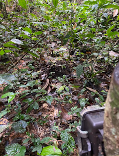 A small black box on the ground of a forest pointing at some elephant dung that has seedlings sprouting out of it