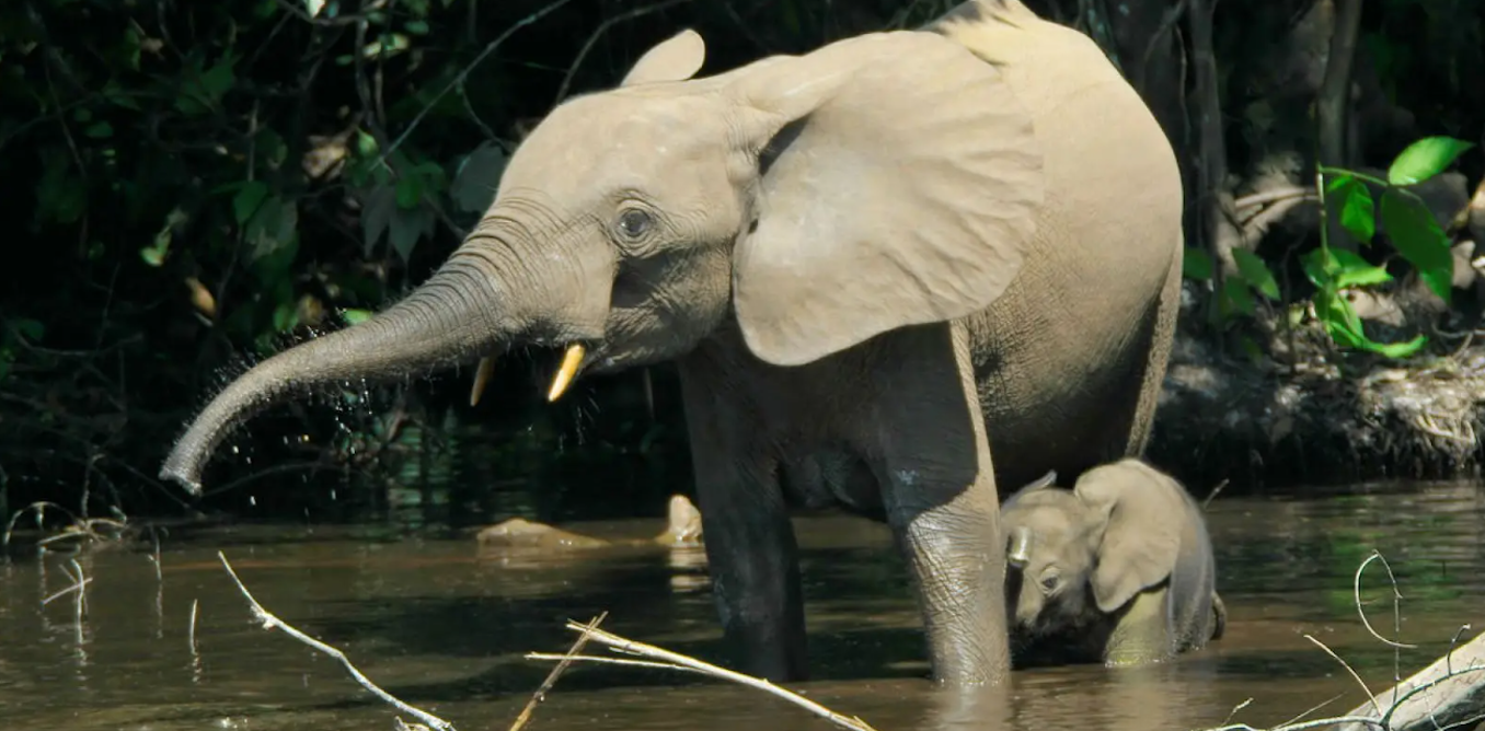 why elephants and forests rise and fall together in the Congo Basin