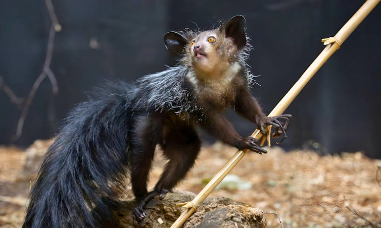 Lemur with one long finger perched on a tree.