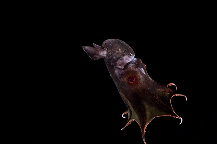 Black squid deep underwater.