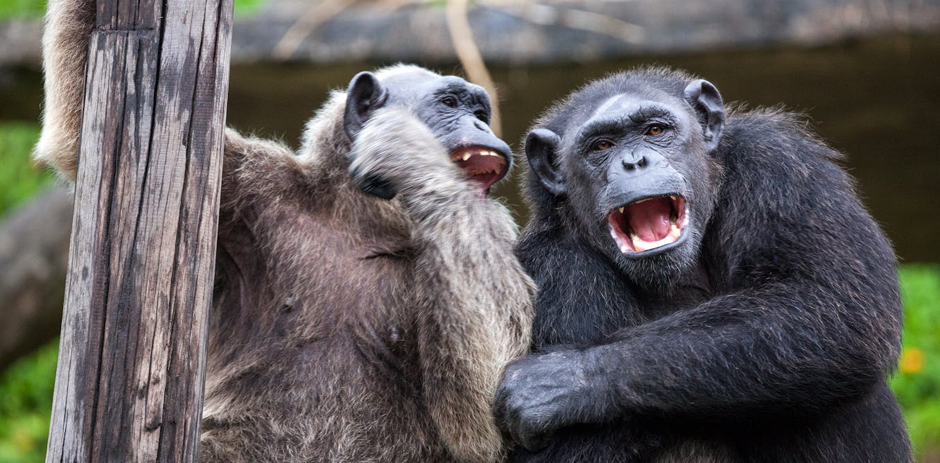 Chimpanzees ingest more than the equivalent of one alcoholic drink a day – new research