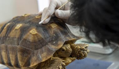 Calling in the animal drug detectives − helping veterinarians help beluga whales, goats and all creatures big and small