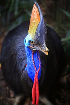 Close up of bird with colourful head and neck