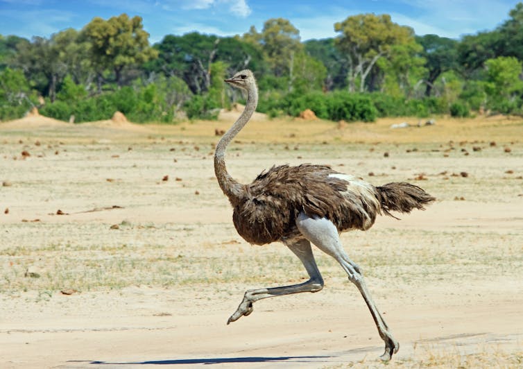 Ostrich running across plain.
