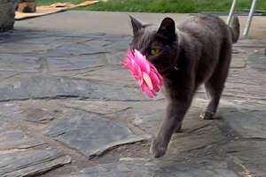 Stray Cat Kept Bringing Woman Flowers Until She Let Her Inside