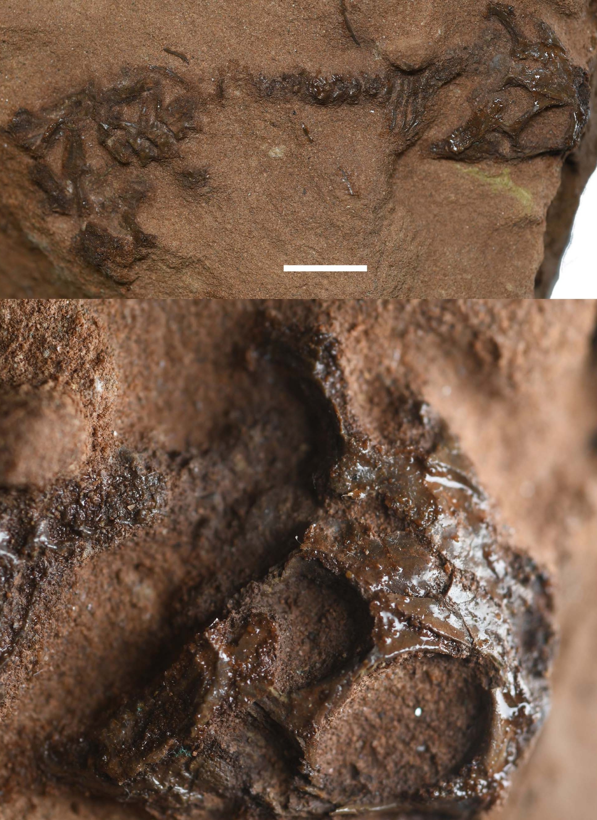 Fossil Reveals Lepidosaurs Have Been Around For 240 Million Years – And They're Still Here