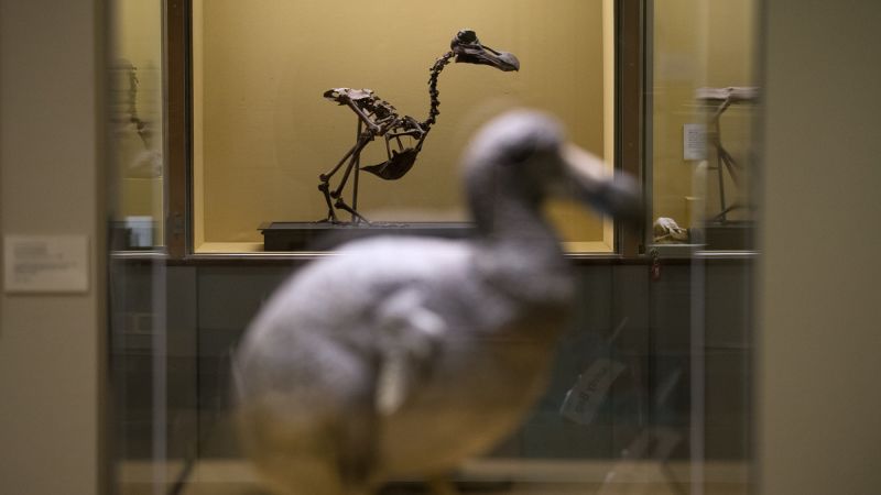 ‘Pivotal step’ announced in effort to bring back the dodo