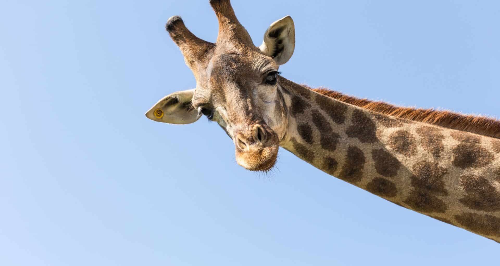 Giraffe