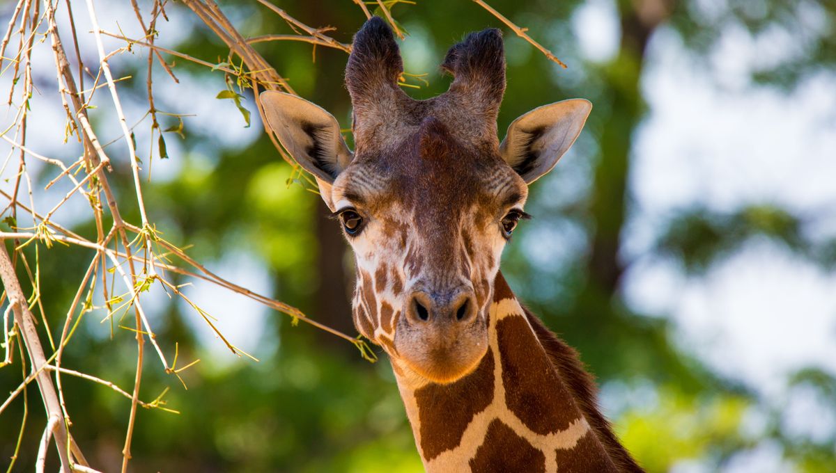 Ever Seen A Giraffe Use An Inhaler? Now You Can, And It’s Incredibly Wholesome