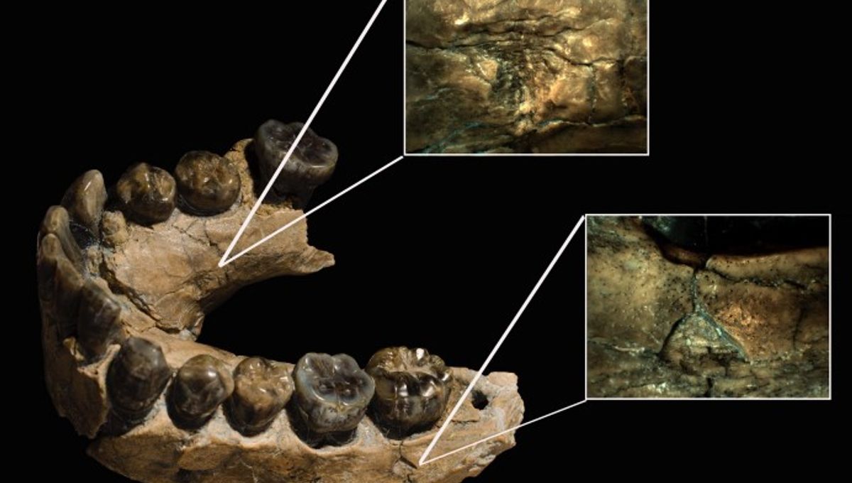Homo Habilis Were Hunted By Leopards, Challenging Idea They Were First Human Species To Become Apex Predators