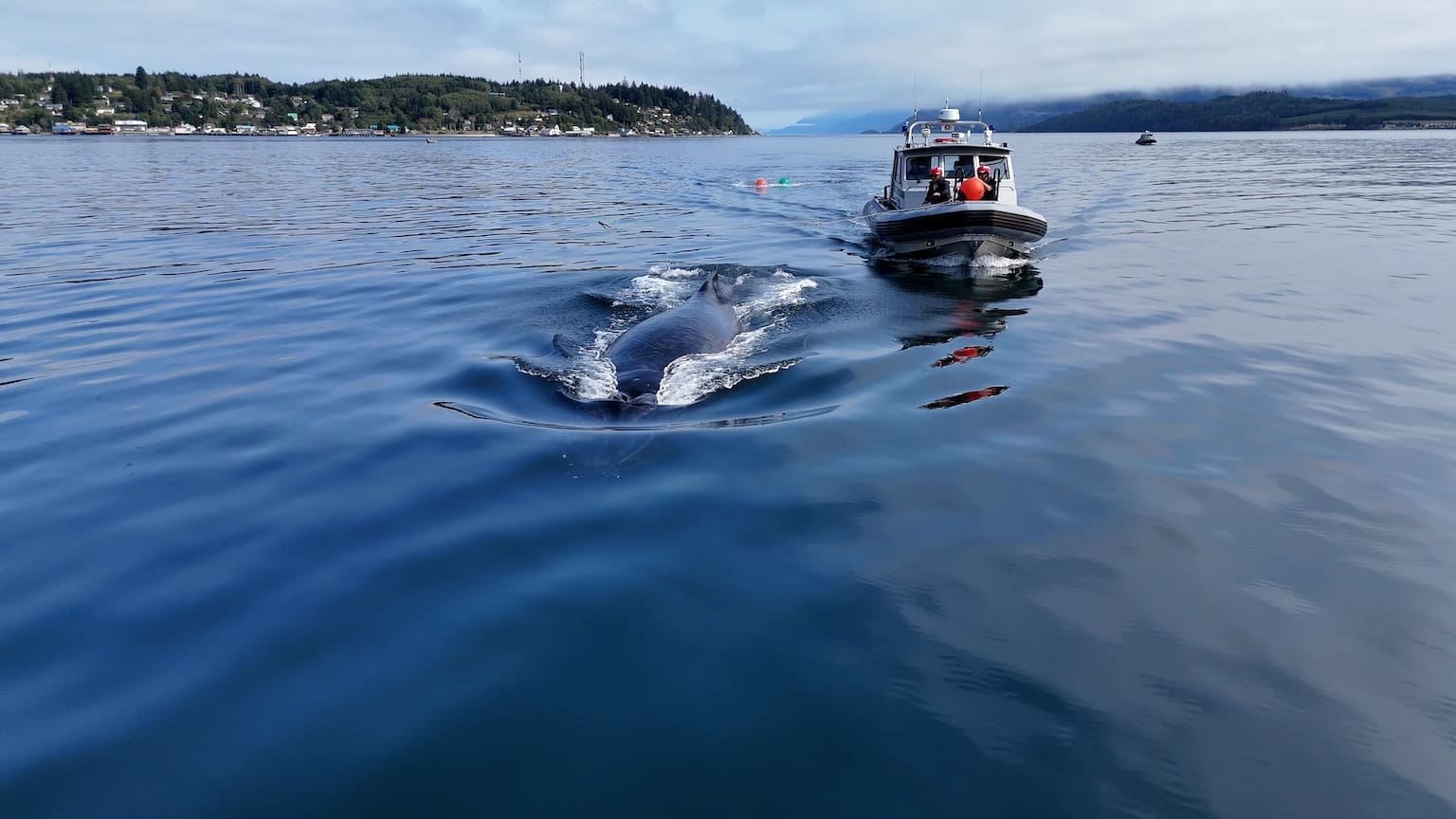 Video: Tutu the humpback whale freed from fishing gear off Vancouver Island - The Globe and Mail