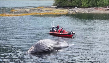 Humpback whale found dead after encounter with BC Ferries vessel