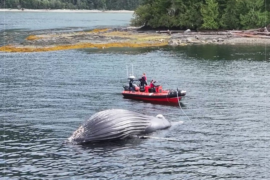 Humpback whale found dead after encounter with BC Ferries vessel