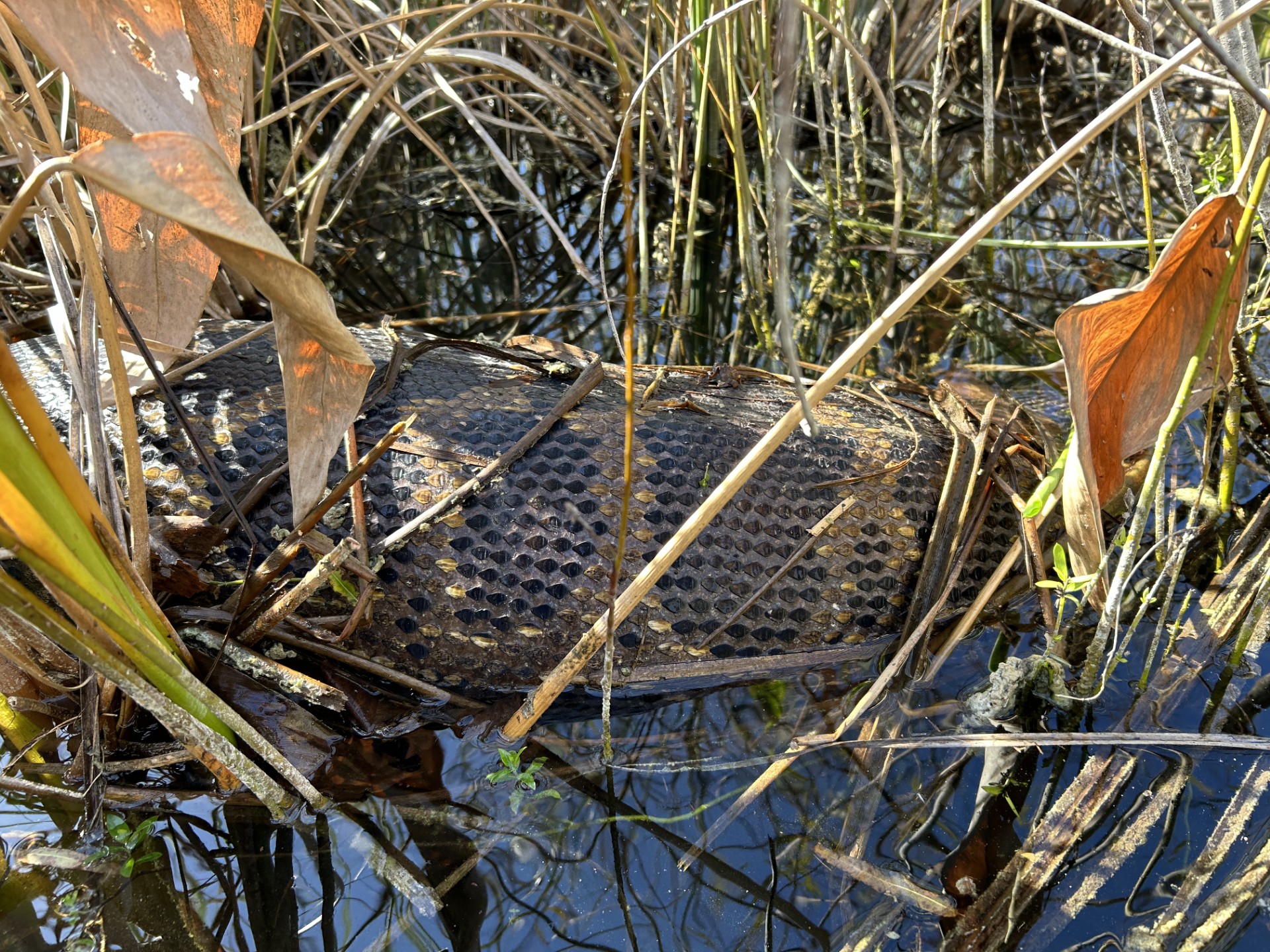 Swollen midsection of a Burmese python.
