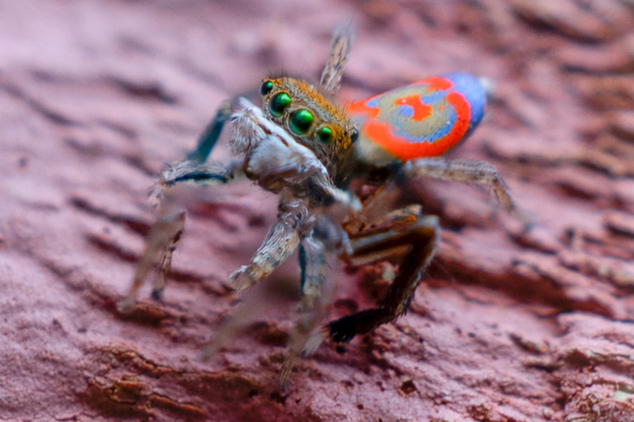 The peacock spider has evolved into 100 different species while most animals only have five or ten