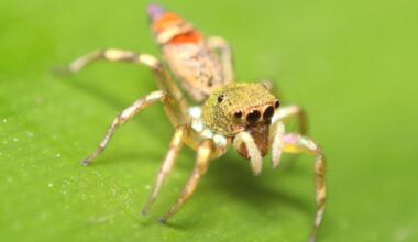 These dancing spiders have ‘dark DNA’ - and it could change the way we understand evolution