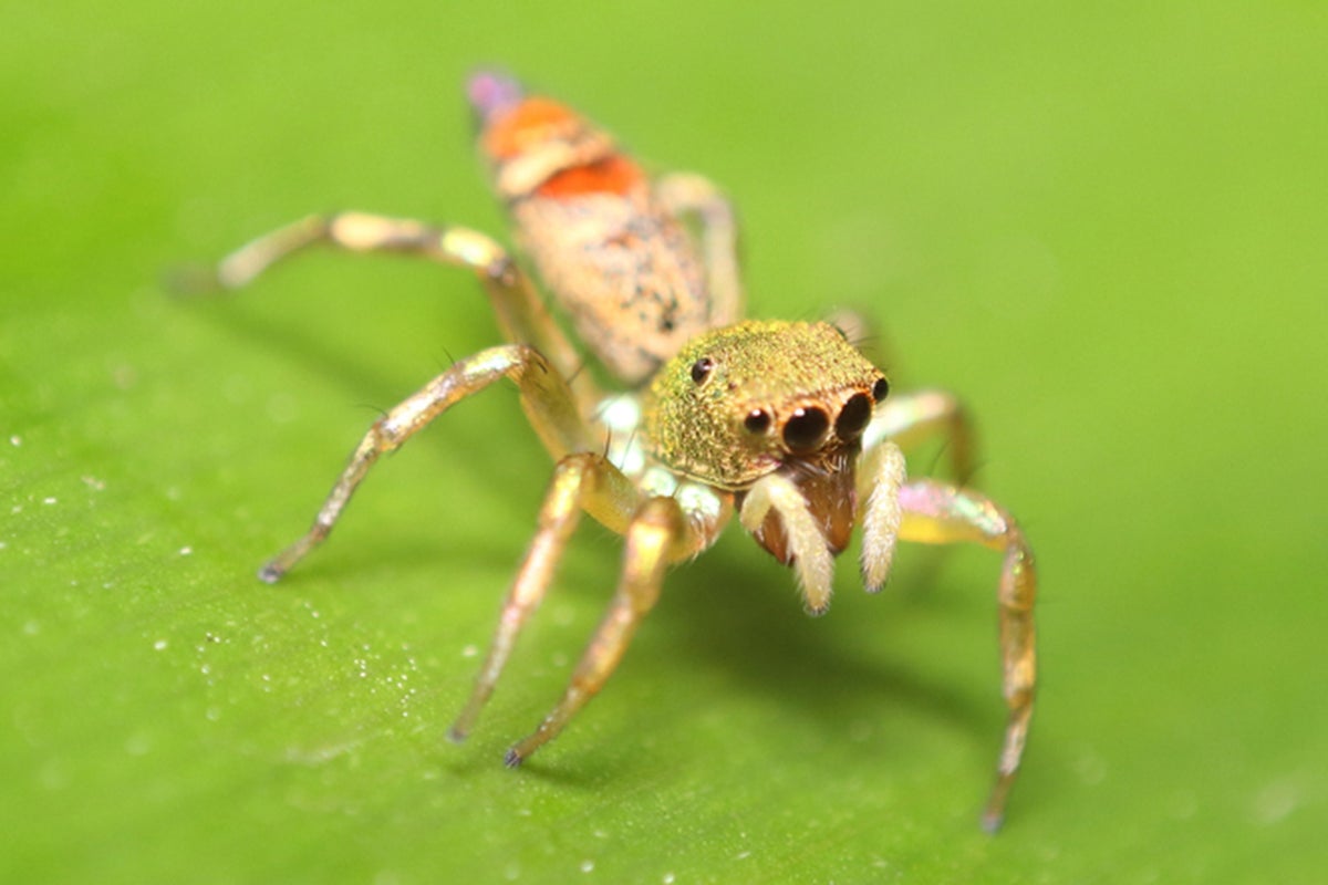 These dancing spiders have ‘dark DNA’ - and it could change the way we understand evolution