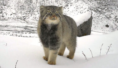 First Photographic Evidence of the 'Pallas's cat above 4992 masl