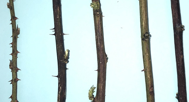 blackberries canes with varying degrees of thorns taken by the student author Carmen Johns