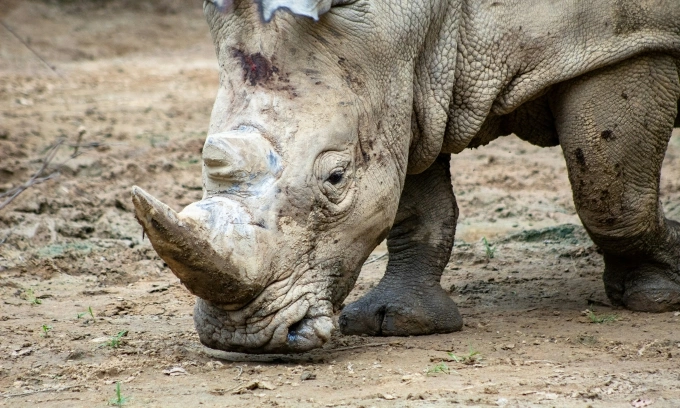 Vietnamese man caught smuggling $200,000 worth of rhino horns in Thailand