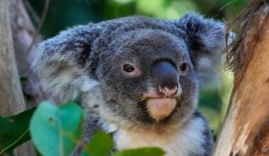 Australia approves vaccine to protect koalas from chlamydia