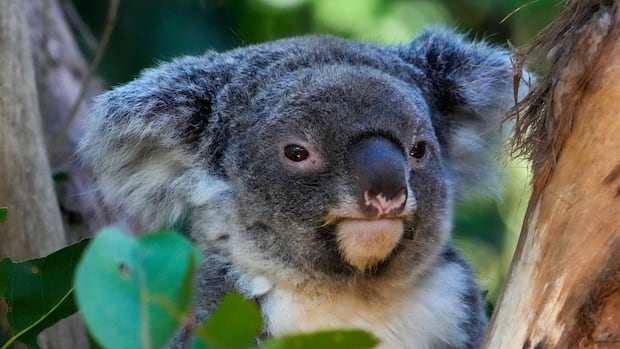 Australia approves vaccine to protect koalas from chlamydia