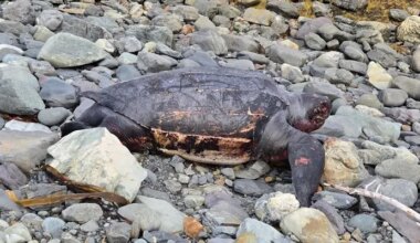 Leatherback Turtle Washes Up on Trepassey Beach