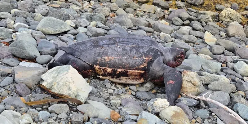 Leatherback Turtle Washes Up on Trepassey Beach