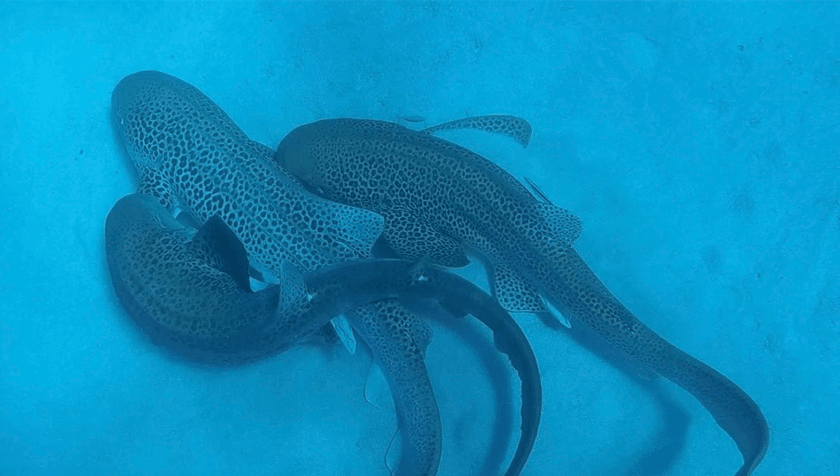 Saucy Leopard Sharks Caught Having "Threesome" On The Seafloor In World First Sighting