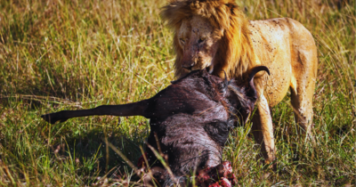 Which country has the highest population of lions?