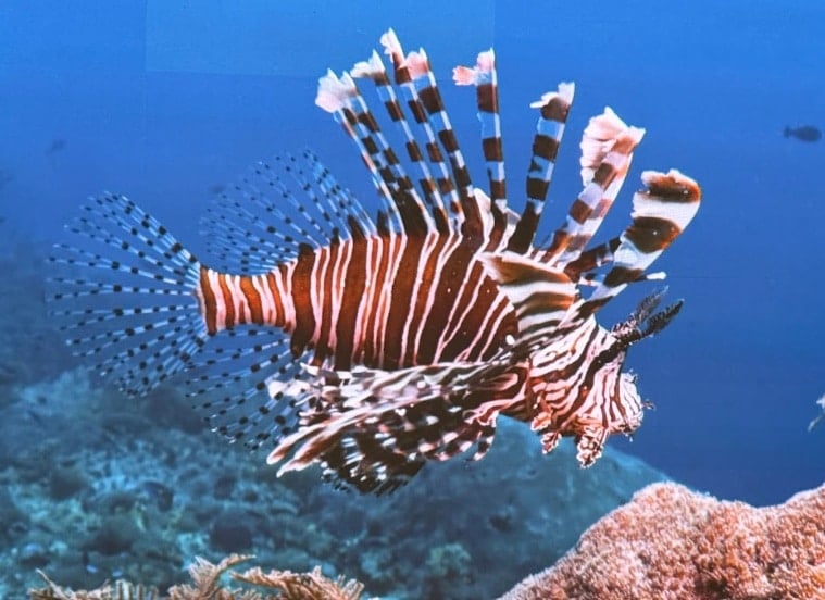 lionfish Greece