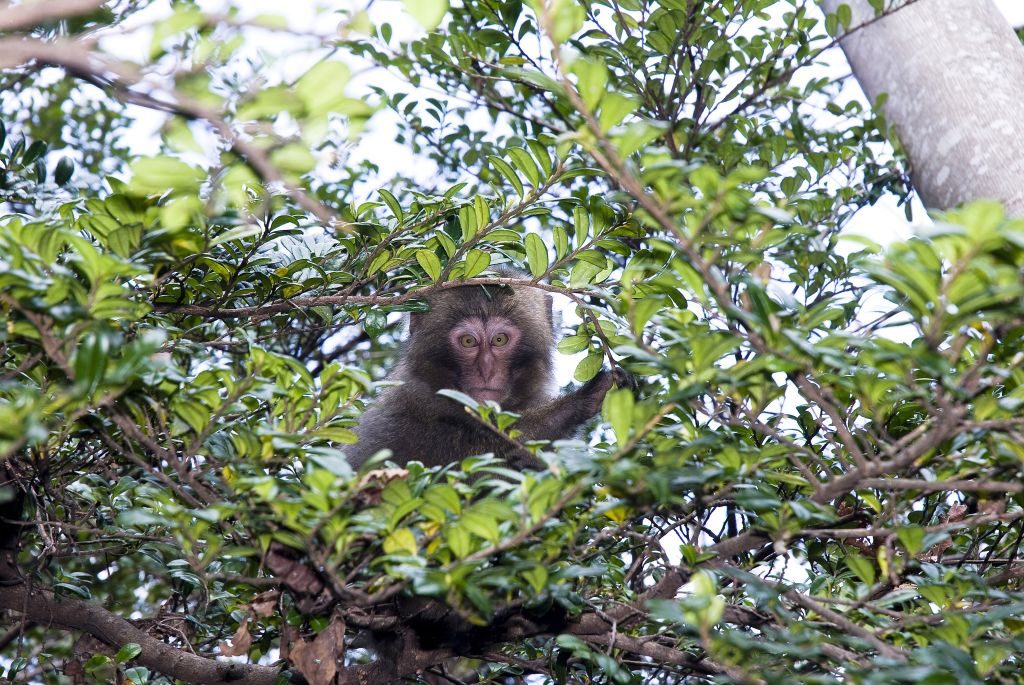 Cheeky macaques vs Japanese farm dogs – watch this Shiba Inu showdown