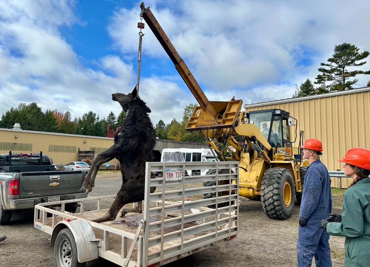 A moose is held up by a collar attached to a tractor, to be weighed,, while two people watch.